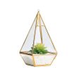 Succulent Plants Geometric Cheap