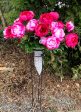 Cerise Peonies in a Wicker Cone Stand For Sale